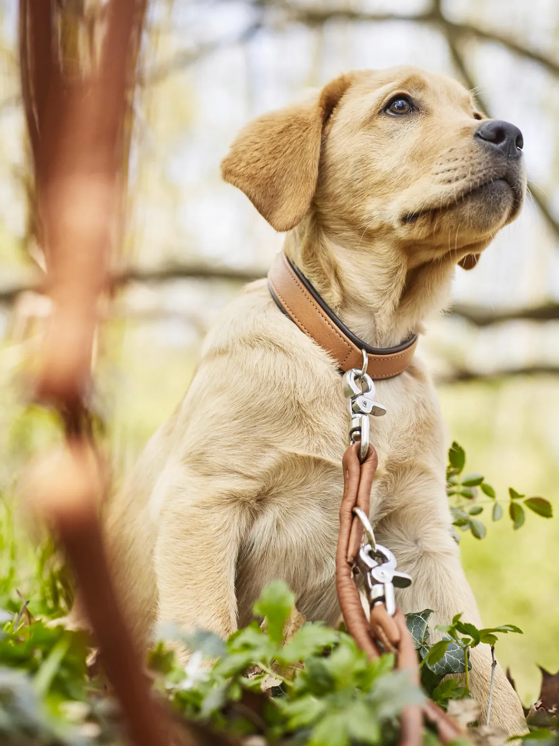 Laboni Correa para mascotas de cuero napa Amici, tamaños diferentes^ Accesorios Para Animales|Jarrones