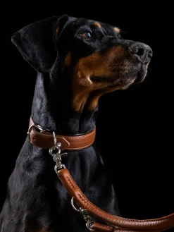 Laboni Correa para mascotas de cuero napa Amici, tamaños diferentes^ Accesorios Para Animales|Jarrones