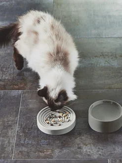 MiaCara Cuenco para mascotas de porcelana Piatto^ Accesorios Para Animales|Jarrones