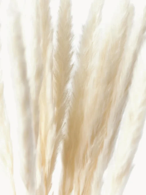 Cooee Design Flores secas Pampas