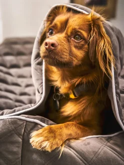 Laboni Manta acolchada para mascotas Oxford, tamaños diferentes